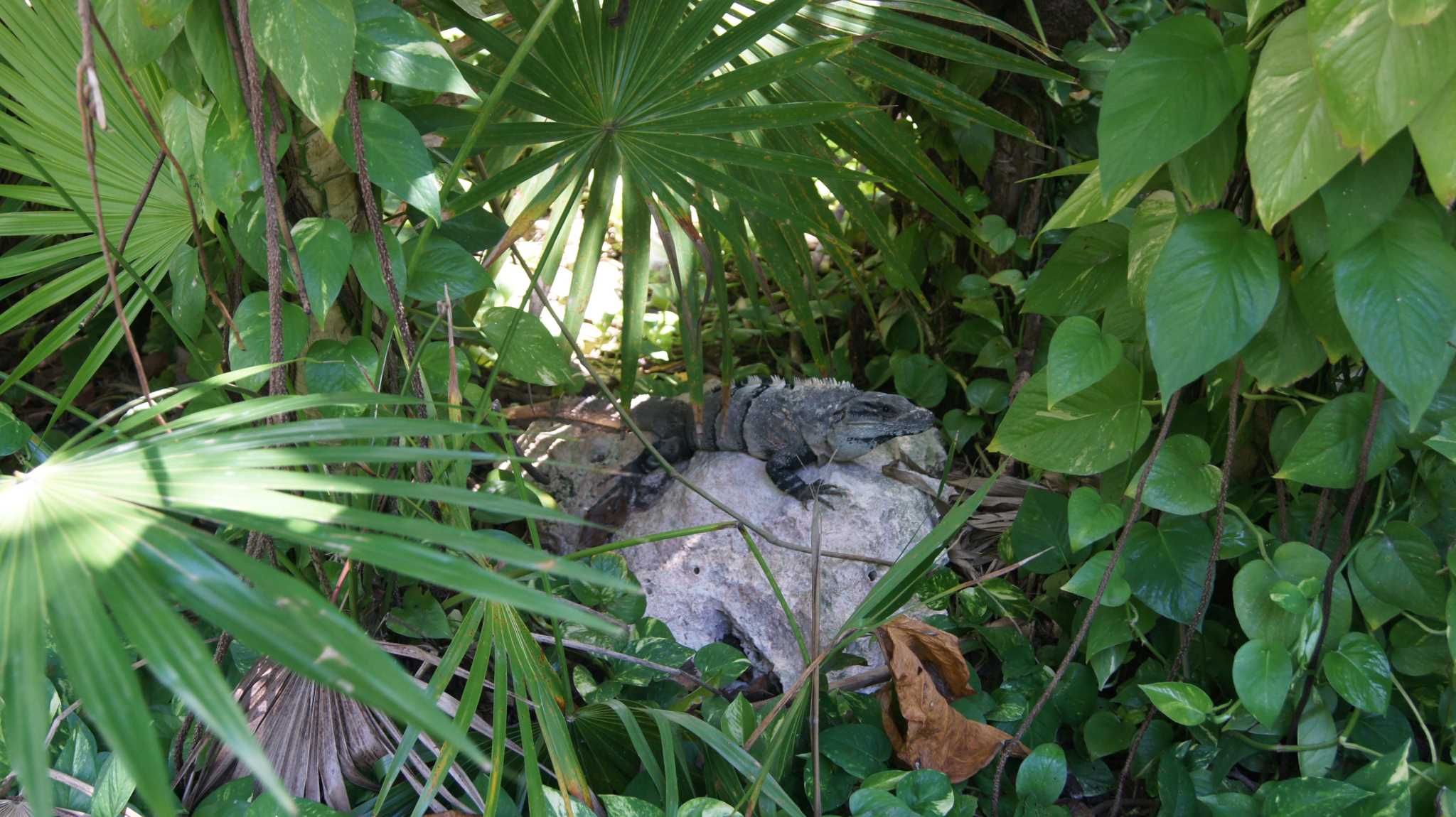 .    . Bahia principe - signature iguana 